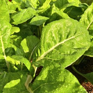 Acelga Verde Manojo X 150 gr
