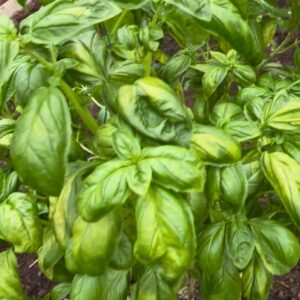 Albahaca Canela Manojo X 120 gr