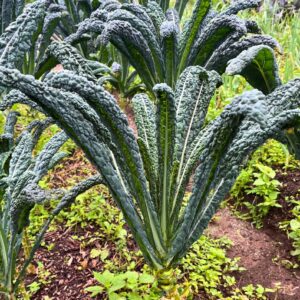 Kale Liso Manojo X 200 gr