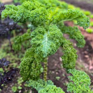 Kale Rizado Verde Manojo X 150 gr