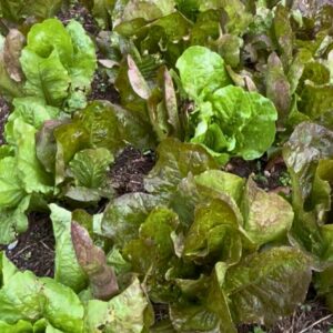 Lechuga Crespa Verde y Morada Unidad (180-250 gr)