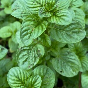 Menta Poleo Manojo X 120 gr